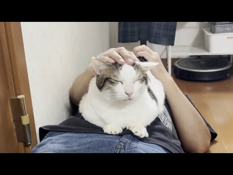 豆大福の気持ちを理解しようとするお父さんに遠慮なく乗る猫(YouTube)