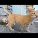 島の路地裏にシャイな猫ちゃん達が隠れていた(YouTube)