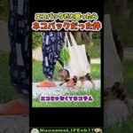 エコバックかと思ったらネコバックだった😂【ネコ】#猫 #cat(YouTube)