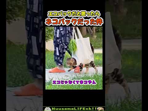 エコバックかと思ったらネコバックだった😂【ネコ】#猫 #cat(YouTube)