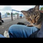 湯島漁港の大きな木の下に座ると…猫たちがどんどん集まってきた🐾(YouTube)