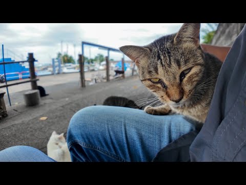 湯島漁港の大きな木の下に座ると…猫たちがどんどん集まってきた🐾(YouTube)