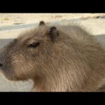 カピバラcapybara(YouTube)
