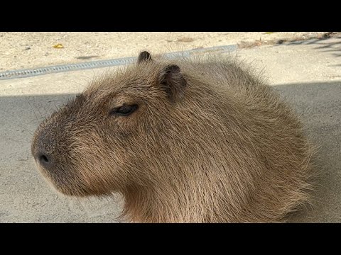 カピバラcapybara(YouTube)