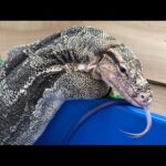 オオトカゲの餌あげライブっっっ！(YouTube)