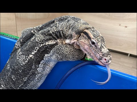 オオトカゲの餌あげライブっっっ！(YouTube)
