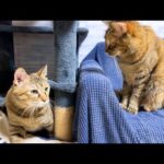 姉猫が好きすぎる妹猫の行動が可愛すぎました…笑(YouTube)