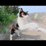 天然の猫じゃらしでメチャクチャ楽しそうに遊ぶ猫ちゃん(YouTube)