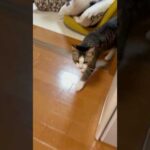 父ちゃん、父ちゃん、父ちゃん、父ちゃん(YouTube)