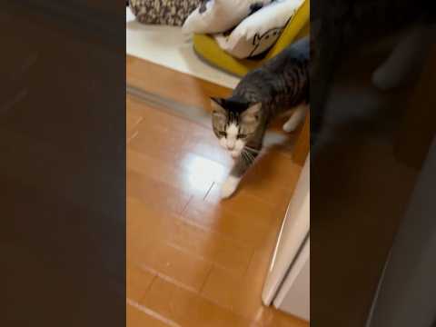 父ちゃん、父ちゃん、父ちゃん、父ちゃん(YouTube)