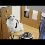 朝は何かと忙しいお母さんの仕事を増やす猫(YouTube)
