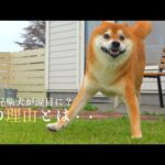 逃げて⁉︎柴犬ハチ家で「誰か」が波乱を巻き起こしたようです。。(YouTube)