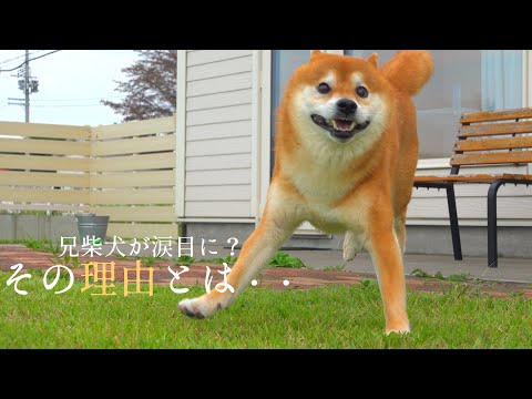 逃げて⁉︎柴犬ハチ家で「誰か」が波乱を巻き起こしたようです。。(YouTube)