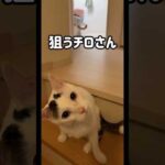 猫じゃらし大好きな男子チーム！ #shorts(YouTube)