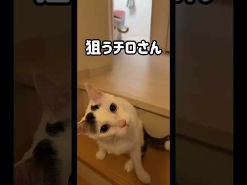 猫じゃらし大好きな男子チーム！ #shorts(YouTube)