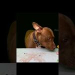 閲覧注意!!アヒルの頭をボリボリ食べるピットブル(YouTube)