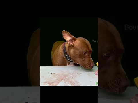 閲覧注意!!アヒルの頭をボリボリ食べるピットブル(YouTube)
