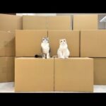 全国の保護猫たちへ(YouTube)