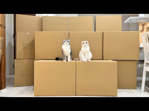 全国の保護猫たちへ(YouTube)
