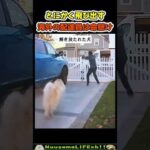 動物と鉢合わせて命懸けな配達員たち😂【おもしろ動物】 #funny(YouTube)