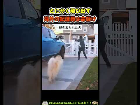 動物と鉢合わせて命懸けな配達員たち😂【おもしろ動物】 #funny(YouTube)