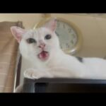 一番かわいい声を聞いて欲しい(YouTube)