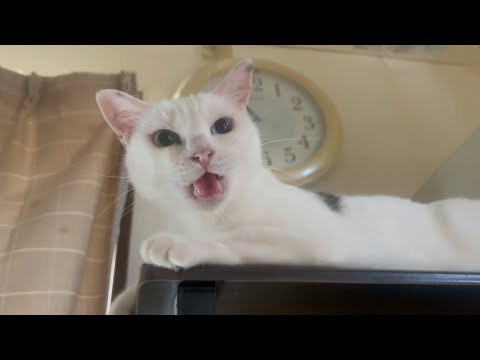一番かわいい声を聞いて欲しい(YouTube)