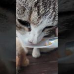 港に集まった猫たちにちゅーるをやってきた(YouTube)