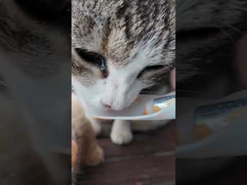 港に集まった猫たちにちゅーるをやってきた(YouTube)