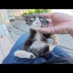 ママに甘えてばかりの子猫に人間に馴れる訓練をしてみた(YouTube)