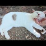 マロ顔の猫をモフっていたら、極太眉毛の茶シロ猫も寄って来た(YouTube)