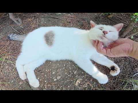 マロ顔の猫をモフっていたら、極太眉毛の茶シロ猫も寄って来た(YouTube)