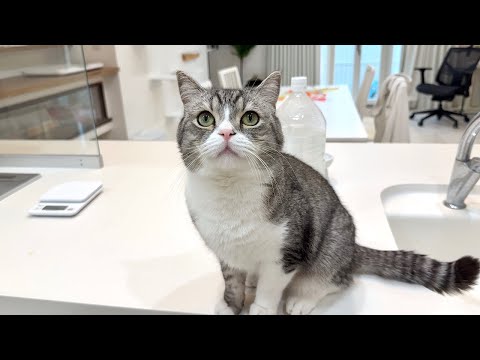 虫を捕まえると「褒めて」とおねだりしてくる猫が可愛すぎましたwww(YouTube)