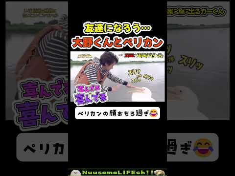 大野くんとペリカンが出会った瞬間😂【おもしろ動物】 #funny(YouTube)