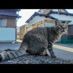 港町のキジトラ猫にちゅーる差入れしたら幸せそうに食べてくれた🐱✨(YouTube)