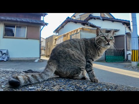 港町のキジトラ猫にちゅーる差入れしたら幸せそうに食べてくれた🐱✨(YouTube)