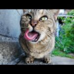 塀の上で爆睡してたキジトラ猫、ちゅーる見せたら飛び起きた！🐾(YouTube)