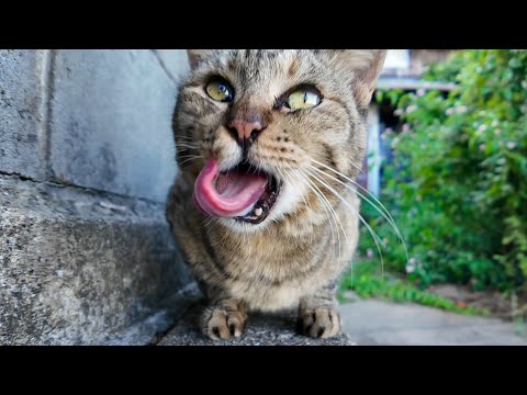 塀の上で爆睡してたキジトラ猫、ちゅーる見せたら飛び起きた！🐾(YouTube)