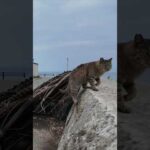 猫島で防波堤に座ると猫が駆け寄ってきた(YouTube)