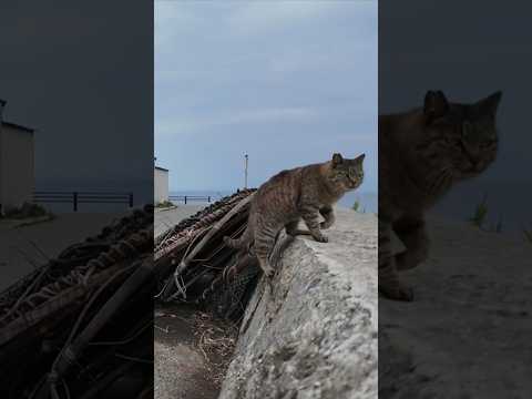 猫島で防波堤に座ると猫が駆け寄ってきた(YouTube)