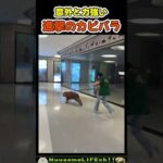 のんびりしてないカピバラw【おもしろ動物】 #funny(YouTube)