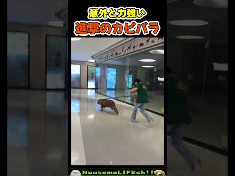のんびりしてないカピバラw【おもしろ動物】 #funny(YouTube)
