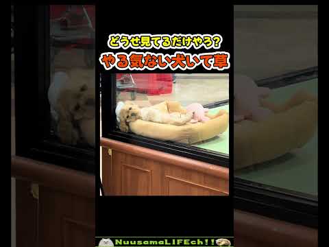 金持ちが来るまで体力を温存するイヌ😂【犬】#犬 #dog(YouTube)