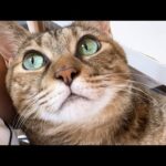妹猫や弟猫を見ていると急に甘えたモードになる猫が可愛すぎました(YouTube)