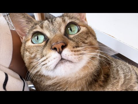 妹猫や弟猫を見ていると急に甘えたモードになる猫が可愛すぎました(YouTube)
