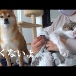 猫の悲鳴に柴犬は‥種族を超えた優しさを見せました。(YouTube)