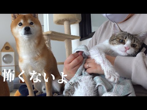 猫の悲鳴に柴犬は‥種族を超えた優しさを見せました。(YouTube)