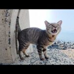可愛い声で話し掛けてくるのに絶対にモフらせてくれない猫(YouTube)