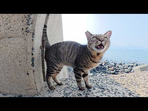 可愛い声で話し掛けてくるのに絶対にモフらせてくれない猫(YouTube)