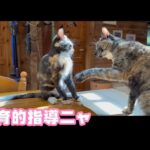 教育的指導ニャン  ハナ＆ララ   2025 09 17 2(YouTube)